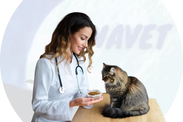 Alimentos para Gato Medicado